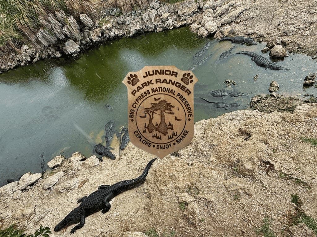 Big Cypress Junior Ranger Badge