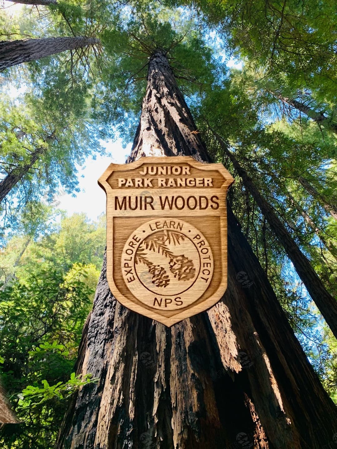 Muir Woods Junior Ranger Badge