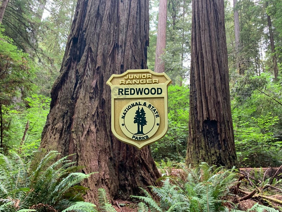 Redwood Junior Ranger Badge