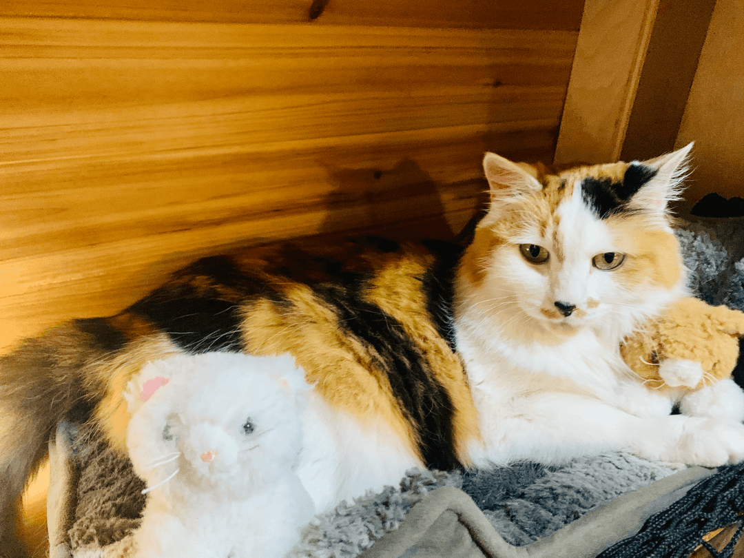 What Led us to Van Life Homeschool