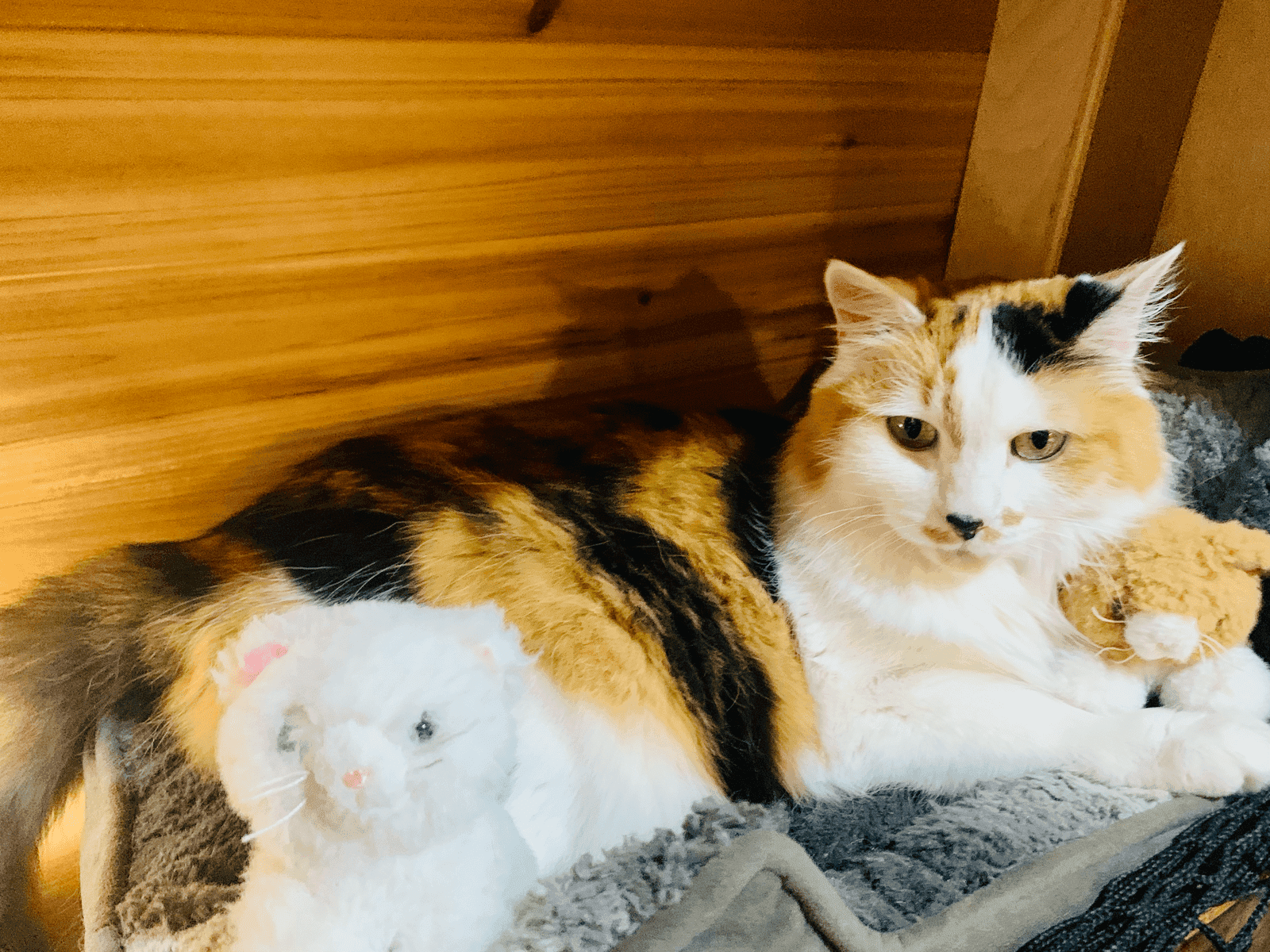 What Led us to Van Life Homeschool