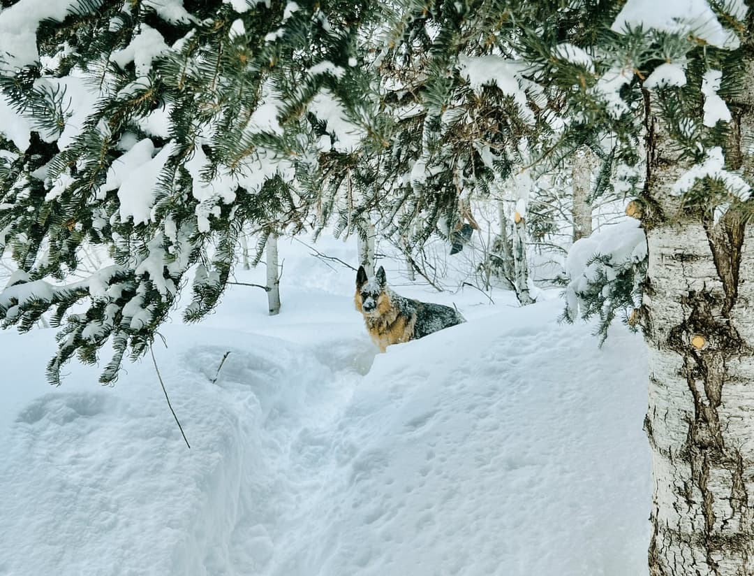 How to Let People Know Your Van is Pet Safe with Temperature Control Stickers for Your Windows