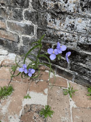 Springtime Blossoms &amp; Junior Ranger Fun in the National Parks