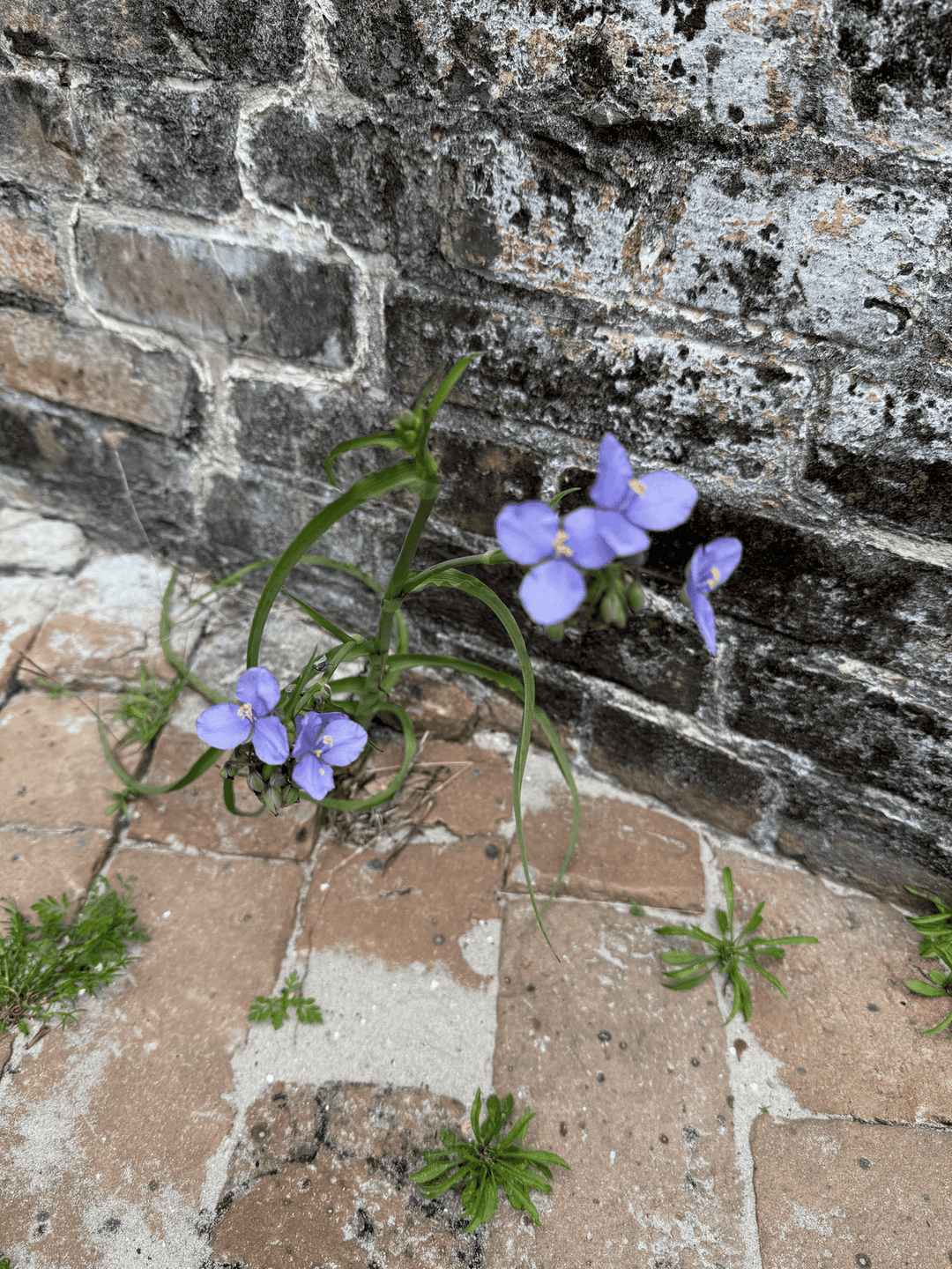 Springtime Blossoms &amp; Junior Ranger Fun in the National Parks