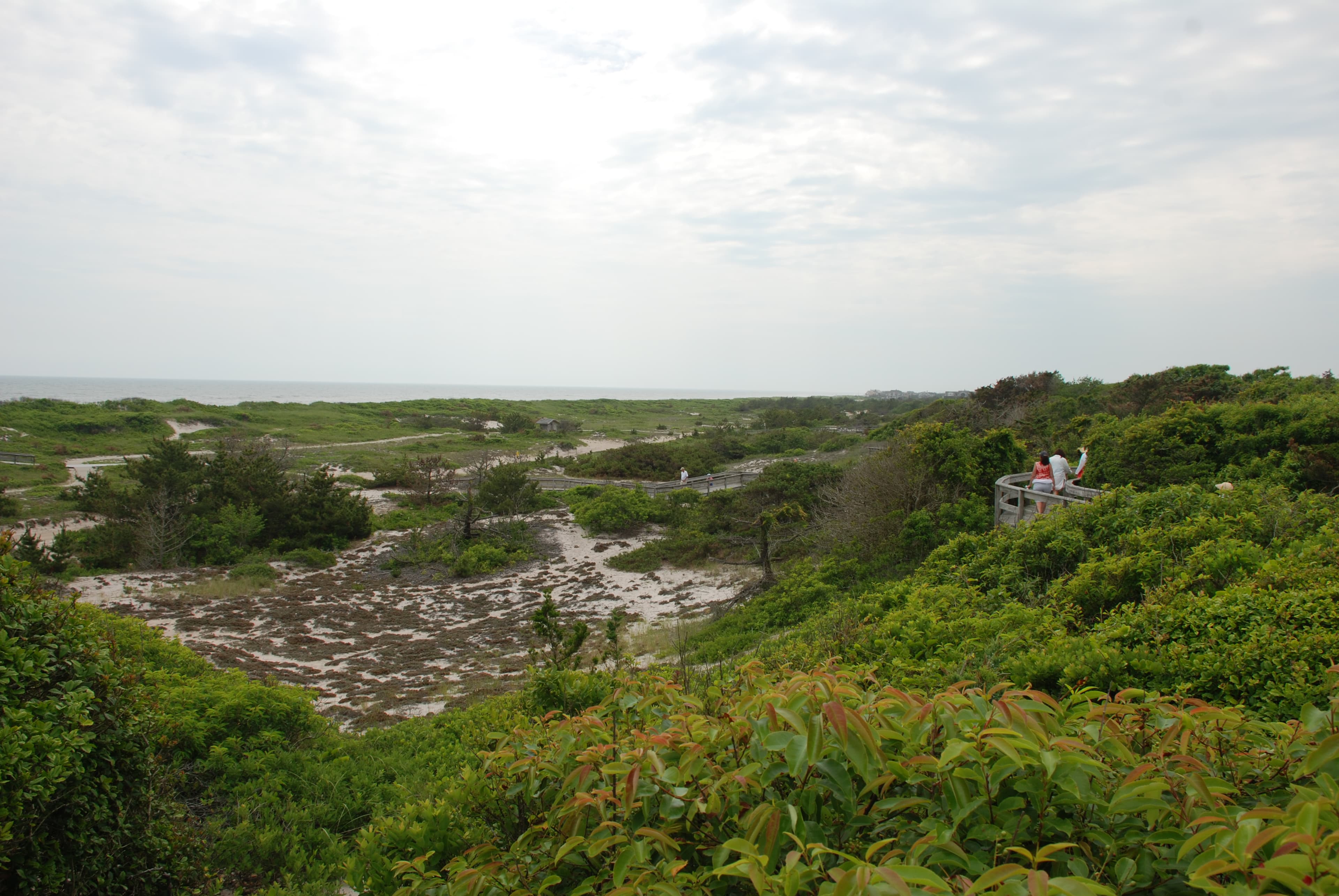 View of ocean and primary dune with boardwalk winding up to the Sunken Forest overlook.