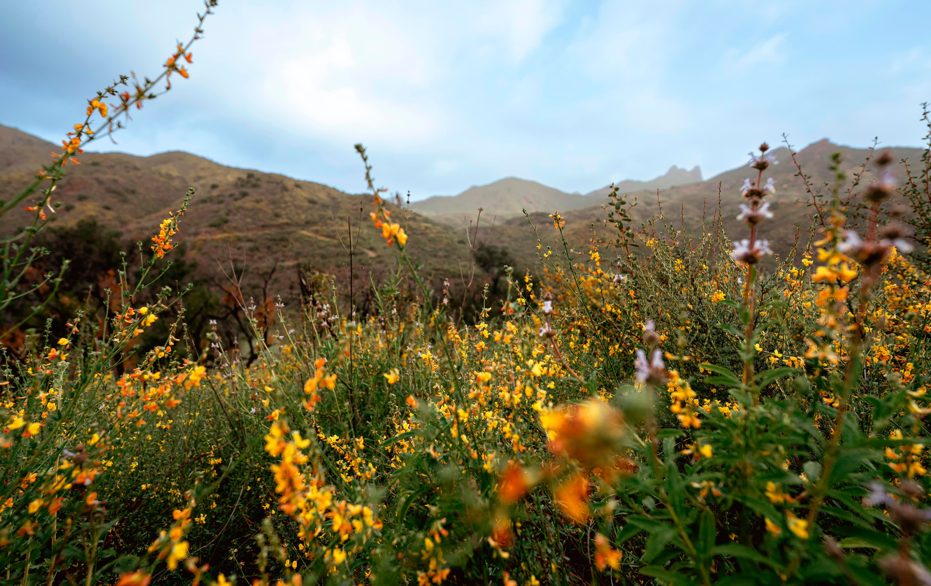 Trail view with yellow flowers in the foreground that lead to green mountains against a blue sky.