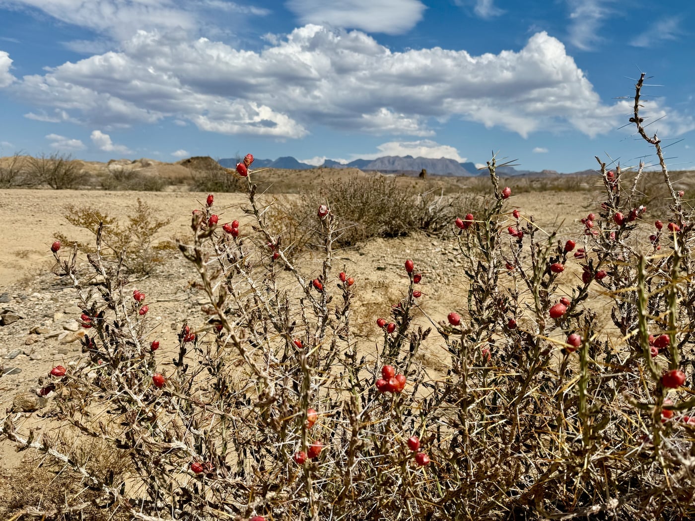 An ocotillo plant in the foreground of a wide Chihuahuan Desert flat with the Chisos Mountains rising blue and abrupt on the horizon, Big Bend National Park