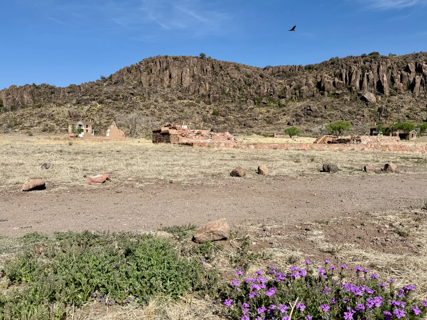 Wildflowers Fort Davis