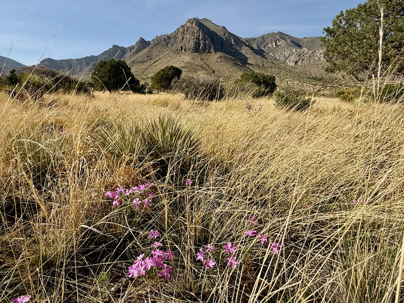 Wild grasses and pink purslane along the Guadalupe Mountains ridgeline