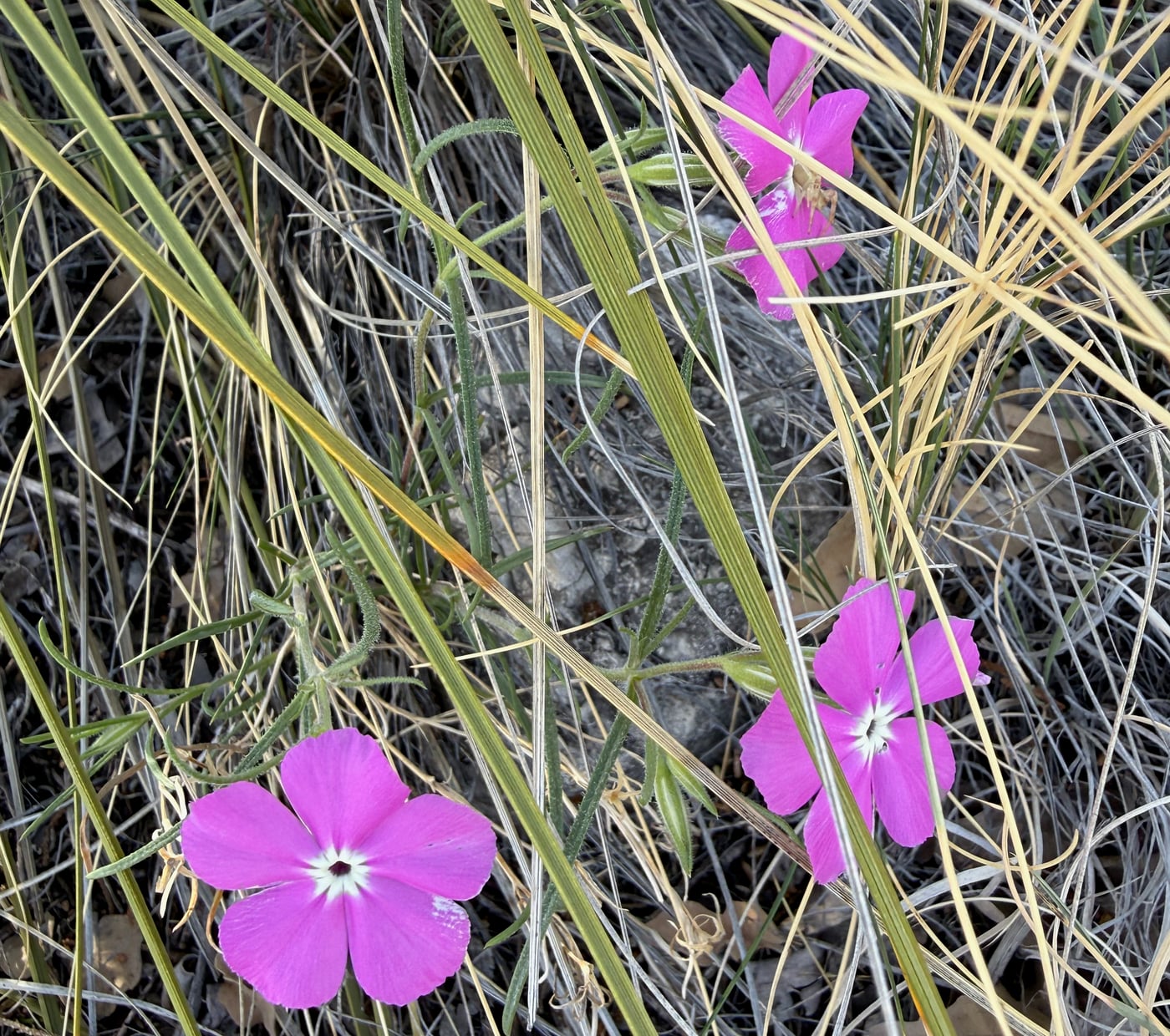 Pink purslane blooms in the Chihuahuan Desert, Guadalupe Mountains National Park