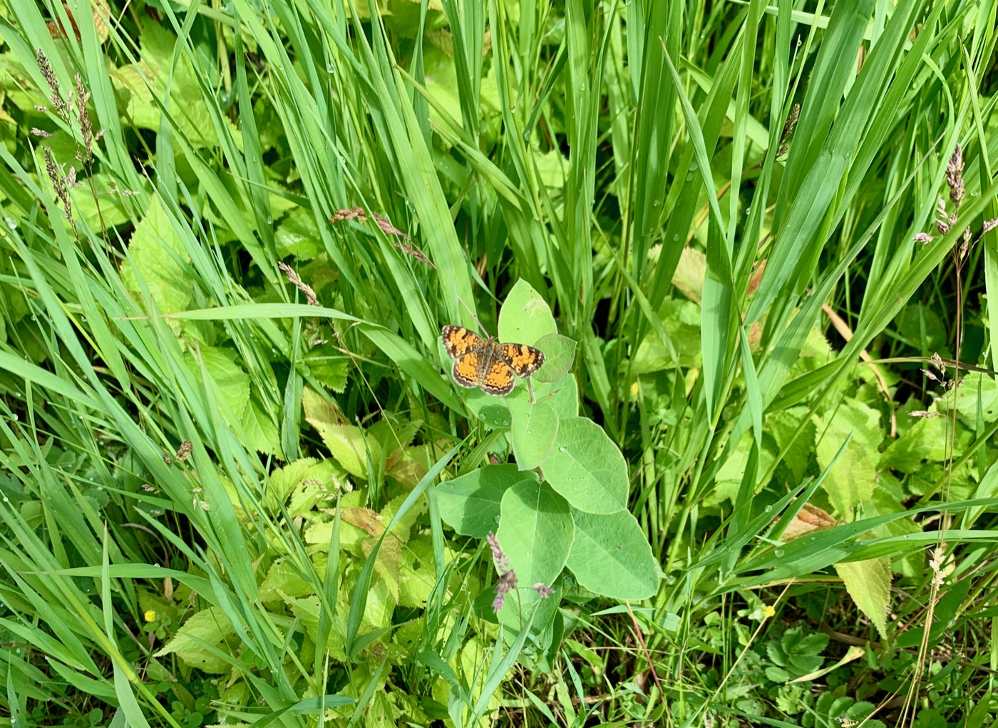 A pearl crescent butterfly resting in the restored tallgrass prairie