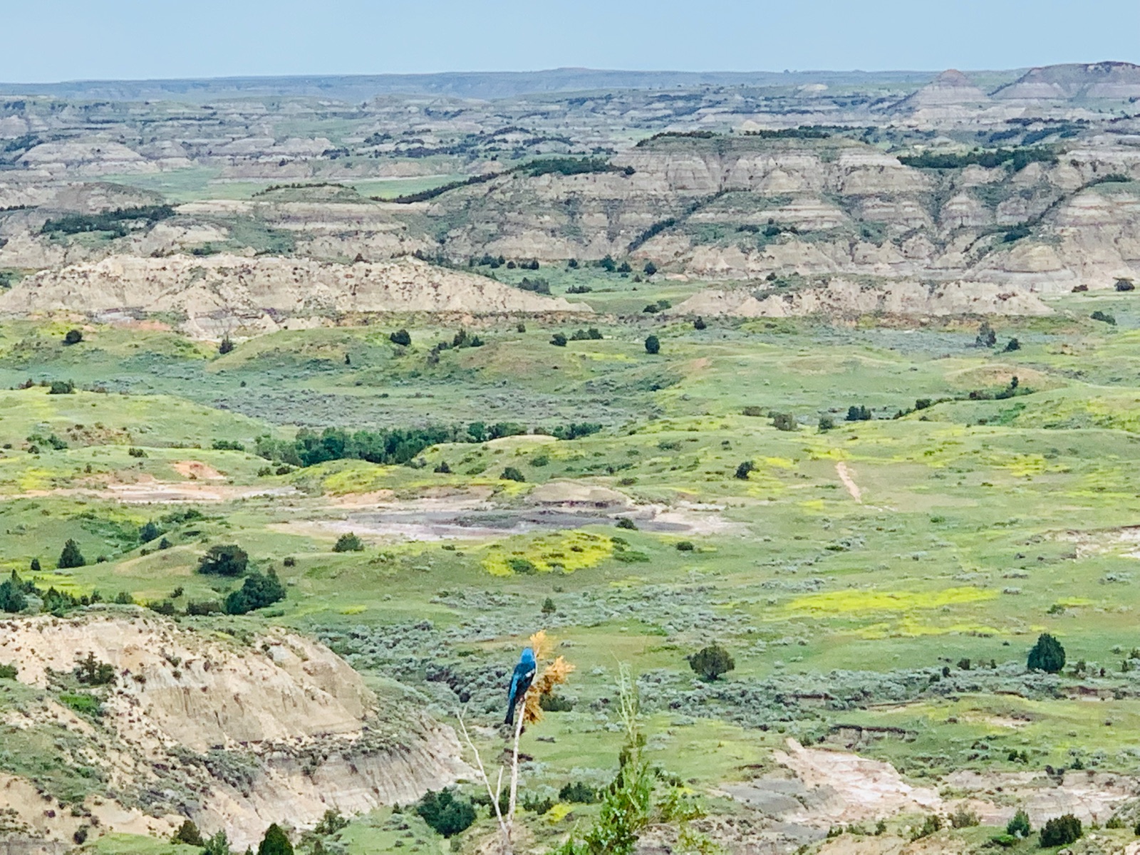 A mountain bluebird perched on a dried stalk above the vast green badlands