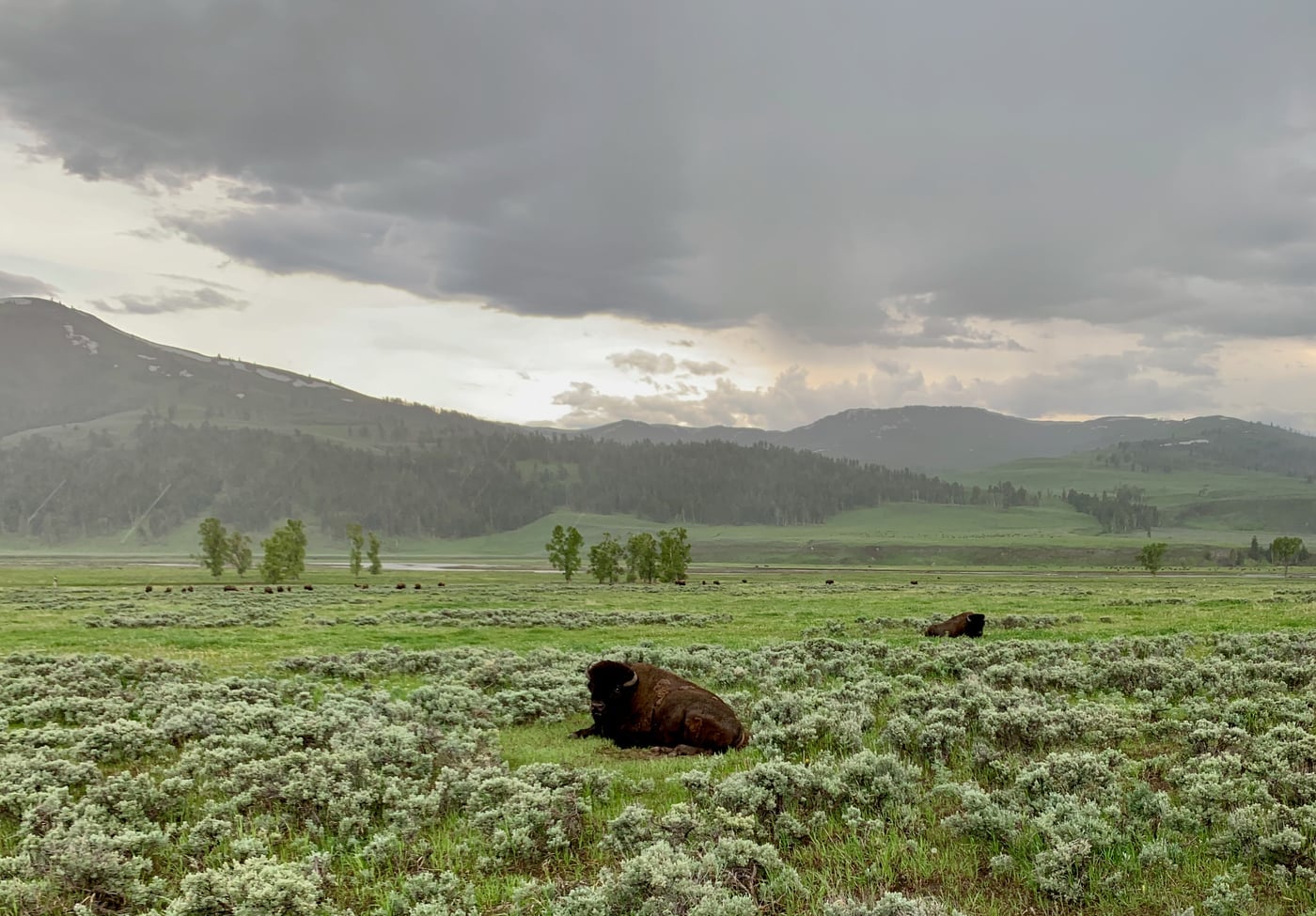 Bison in a sagebrush field under June storm skies
