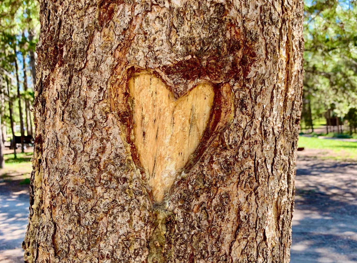A heart carved into the trunk of a pine tree out west
