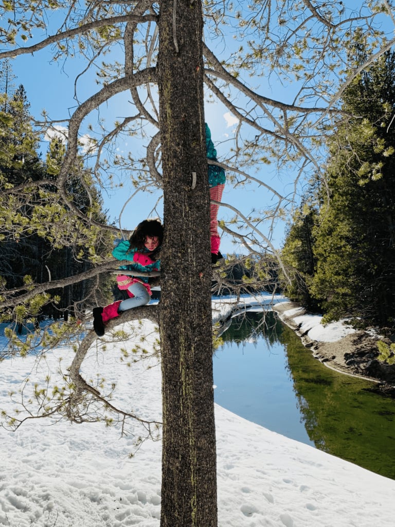 Kids climbing a pine tree at Donner Memorial State Park in Tahoe during winter