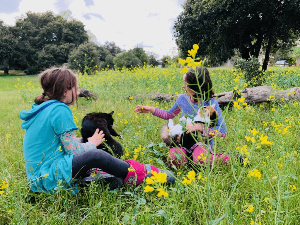 Furry family love our tuxedo and calico cats in Bay Area flower fields at Stanford with bright yellow flowers and green grass in the background