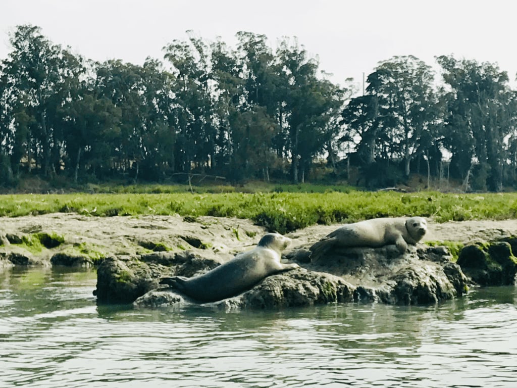 Sea lions sunbathing on rocks at Elkhorn Slough