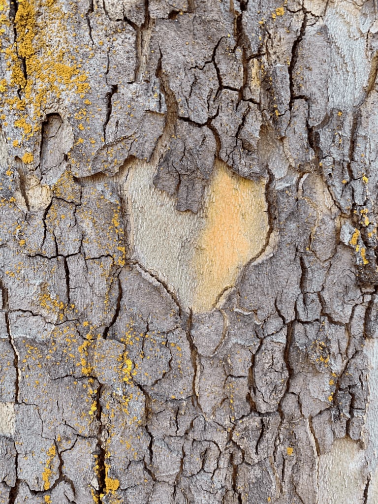 Heart on a Tree Trunk in Bend Oregon