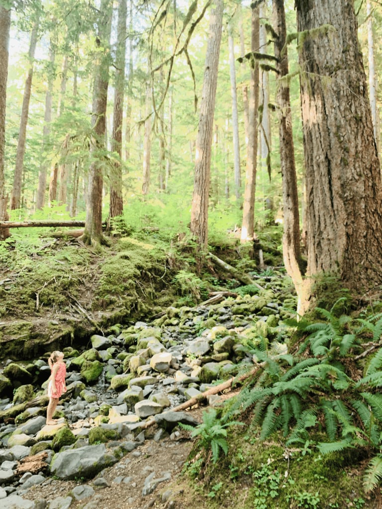 Child in Awe of the Ancient Tree Spirits in the great prolific Pacific Northwest with redwoods stones and sword fern in the background
